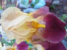 Magenta iris at Torch Bay Inn