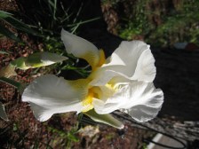 White iris at Torch Bay Inn