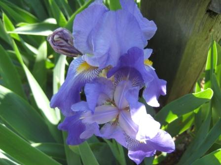 Blue iris at Wilkinson Homestead