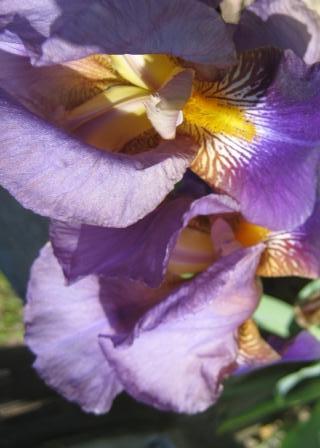 Purple iris at Wilkinson Homestead