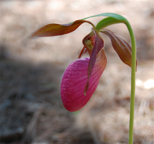 Lady Slipper