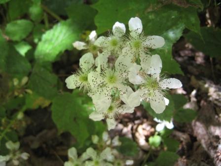 Raspberry blossoms