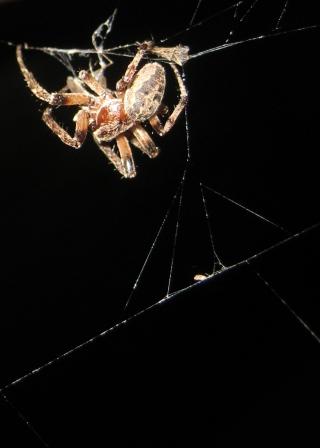 Spider in the doorway