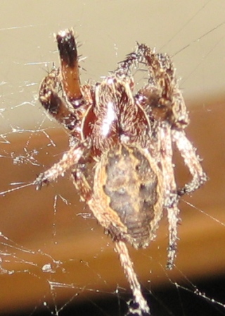 Spiders got fangs, too.  I knew that.