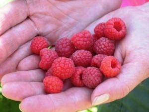 Betsy's handful of raspberries