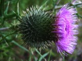 Bull thistle
