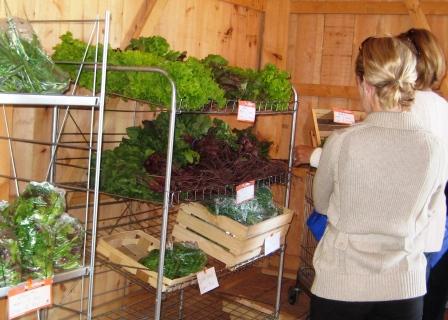 Lettuces and garlic scapes