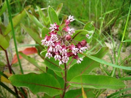 Milkweed