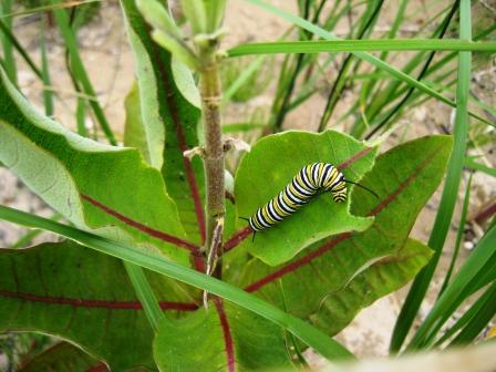 Monarch caterpillar on milkweed