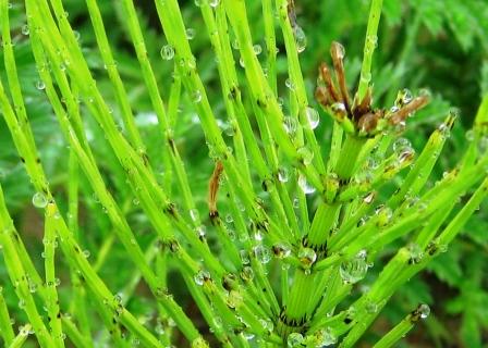 Equisetum beaded with rain