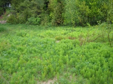 Scourweed bottlebrushes (Equisetum)