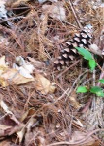 Nature's compost heap