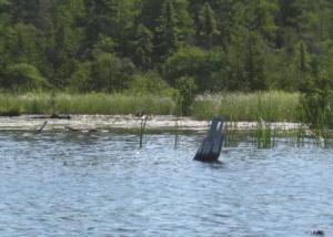 Not phragmites - maybe wild rice Not phragmites - maybe wild rice