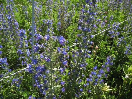 Patch of blue wildflowers along the electric fence