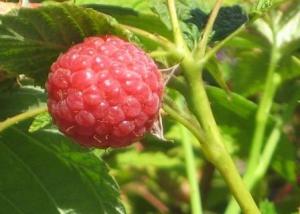 Raspberries coming on2
