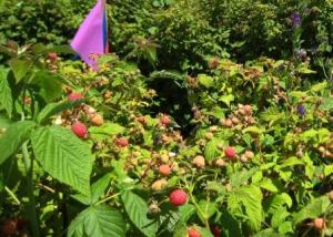 Raspberry patch