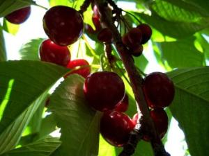 Secret cherries