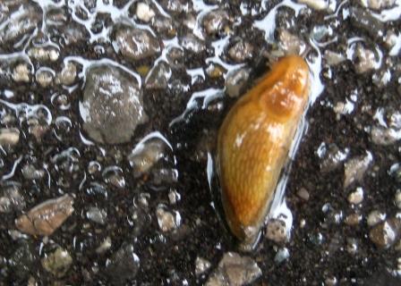 Slug on asphalt