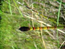 Snakegrass in July - 2