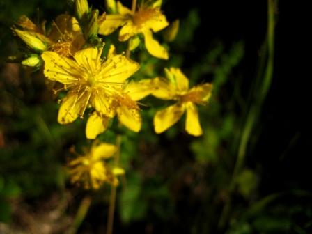 St Johnswort