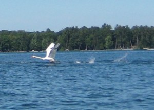 Swan taking off