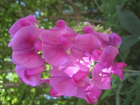 Sweetpeas aglow