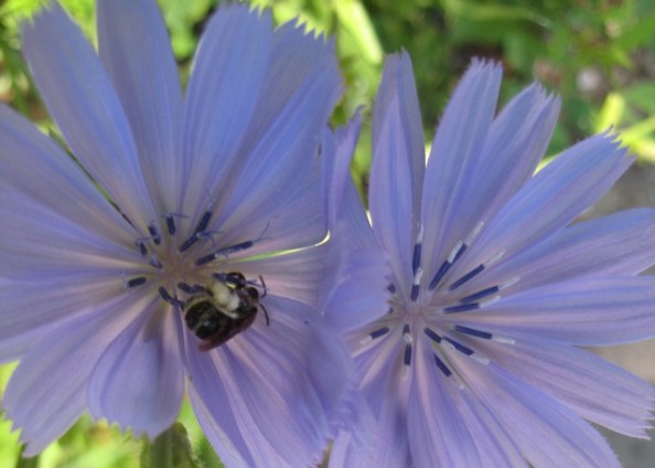 UpNorth - Bee in chicory