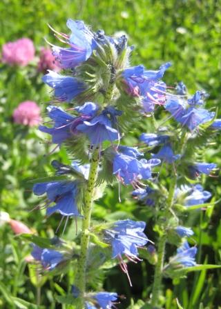 Viper's Bugloss