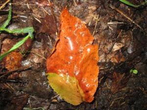 Wet leaf