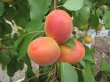 Apricots