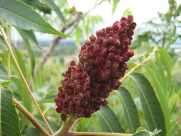 Autumn signs - Sumac