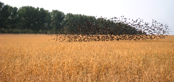 Cloud of birds rising from the oatfield