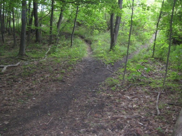 Two paths diverged in a wood, and I . . .