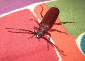 Cricket on the pillow