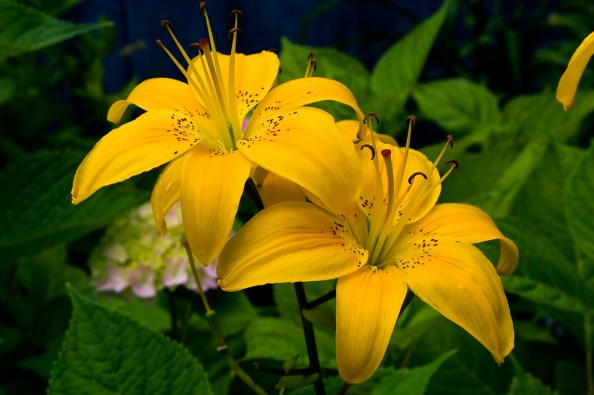 Lilies in Dee Blair's Garden at Sunnybank