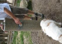 Dog drinking fountain