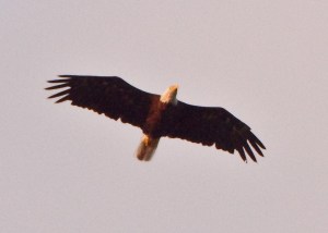 Eagle hunting over Grand Traverse Bay at sunset 
