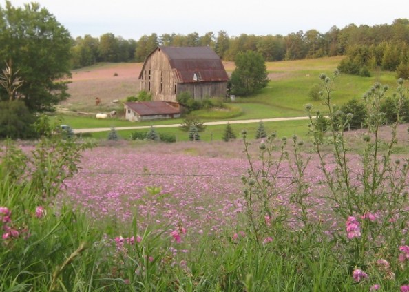 EJ - Pastoral view on C-48- 2