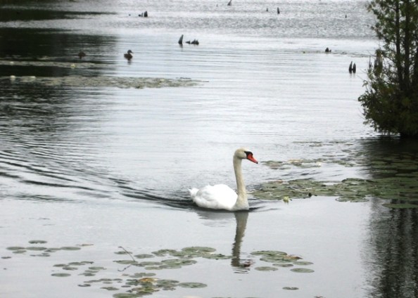 Elk Rapids - Swan amongst the lily pads
