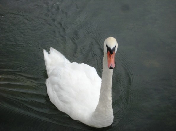 Elk Rapids - Swan conducting close inspection