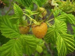 Yellow raspberries from Guntzviller starts