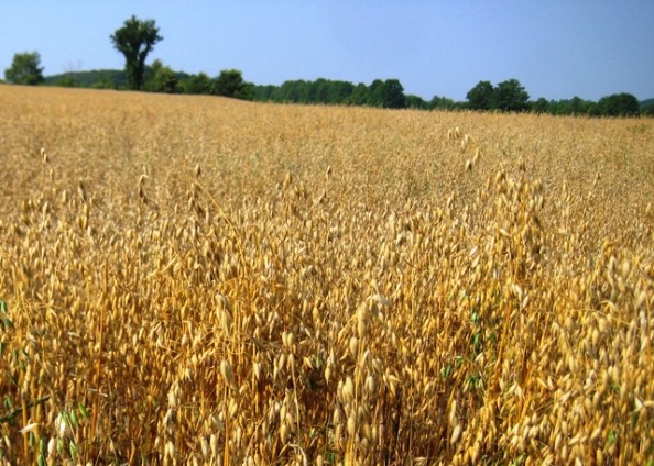 Oatfield