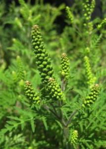 Pesky ragweed again