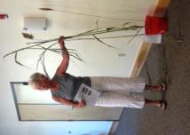 Phragmites: Loraine Mottern explains it all for you