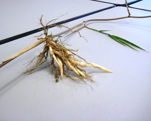 Getting to the rhizome of the problem