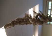 Phragmites invades Township Hall