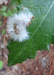 Seed caterpillar