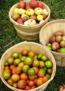 Heirloom tomatoes at LaVanway Farms Heirloom tomatoes at LaVanway Farms