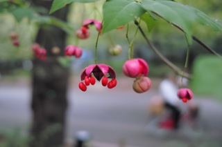 Chikako fall plants 1