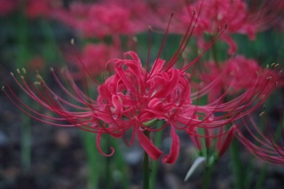 Chikako fall plants 3